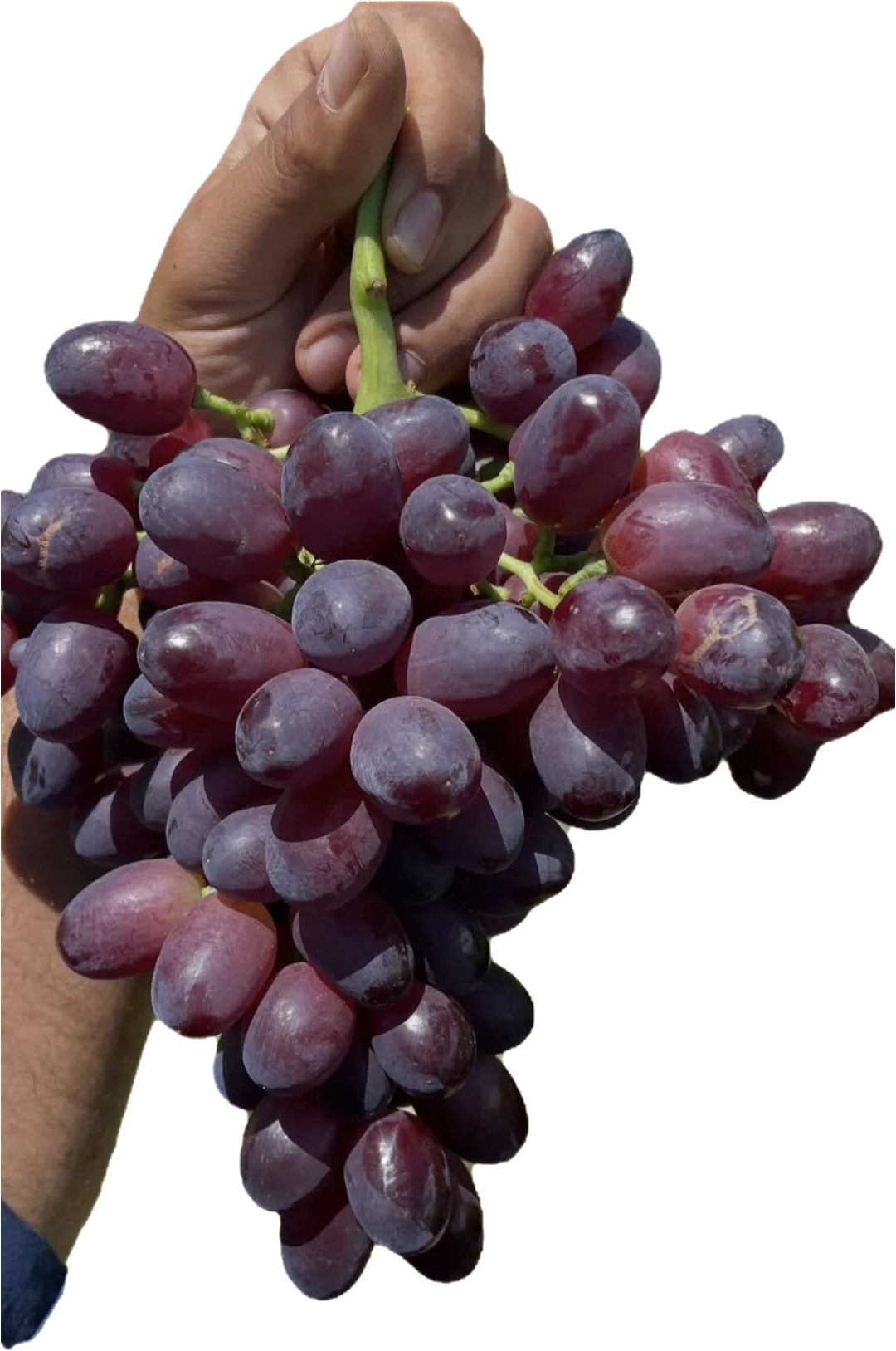 نهال انگور اسکارلت