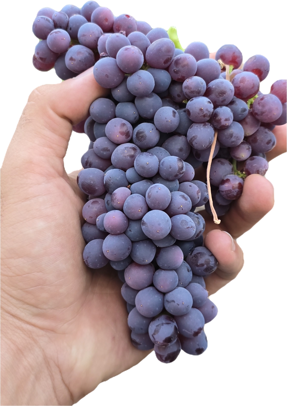 نهال انگور یاقوتی